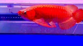 Ikan Arwana Super Red TERMAHAL•Berkelas Dunia