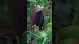 Arum pictum Unique Autumn Flowering Arum #shorts