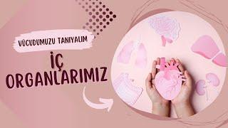 İç Organlarımız ve Görevleri Vücudumuzu Tanıyalım