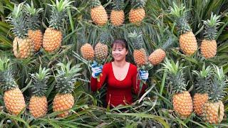 Harvesting Pineapple Goes To Countryside Market Sell - Sow spinach seeds  Free Bushcraft