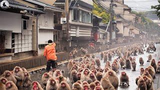 Japón Se Enfrenta A 6 Millones De Animales Invasores - Monos Salvajes Invasores