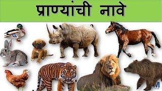 प्राणी  प्राण्यांची नावे  Animal names in Marathi  Learn animals in Marathi  शिका प्राणी मराठीत