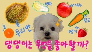 두리안 냄새를 맡은 강아지 반응은? 강아지가 먹어도 되는 과일과 채소 강아지 먹방
