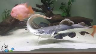 REDTAIL CATFISH LAPAR AROWANA JADI SASARANNYA 