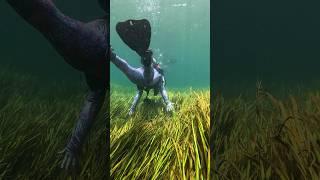 Some divers are too good for freshwater springs… more for us  #scubadiving #floridasprings