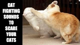 Cat Fighting Sounds to Scare Cats #5