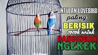 LOVEBIRD UNTULAN  KOLONI PALING BERISIK  cocok buat pancingan Ngekek