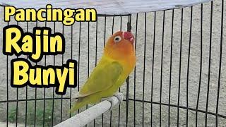 Lovebird malas dijamin Gacor saat dengar pancingan suara labet fighter terbaru ini