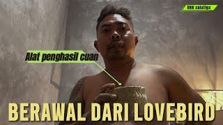 Tidak puas dengan hasil LOVEBIRD  sosok prio RHN meraup untung besar di CUCAK ROWO 