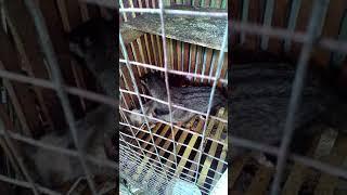 Musang Belajar kawin #kandangreod_kebumen