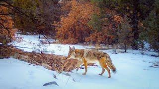 New Mexico Trail Camera Videos Spring 2024
