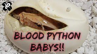 FINALLY Blood Python babies Beas clutch & some BIG surprises