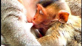 Little cute baby monkey Bella sucks breast milk - she is sucking milk very delicious look so lovely