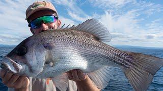 PEARL PERCH ON SLOW PITCH BUTTERBALL JIGS