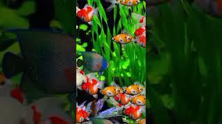 FISH COLOUR AQUARIUM #fish #shorts  #ikanglofish world ikan koi 164