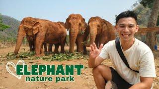 Elephant Nature Park Experience  CHIANG MAI Thailand