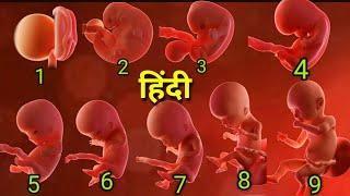 1 to 9 months baby development in hindi1 to 9 months pregnant baby size in hindi1 to 9 months baby