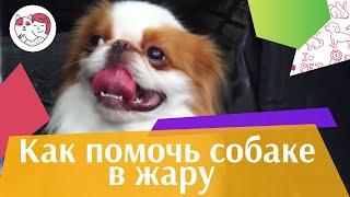 4 совета как помочь собаке в жару на ilikepet