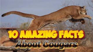 10 Amazing Facts About Cougars