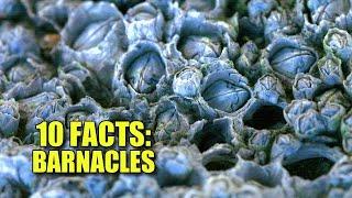 Obscure Facts BARNACLES  10 Facts Youve NEVER HEARD