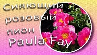 Сияющий розовый пион PAULA FAY  Славянский цветок