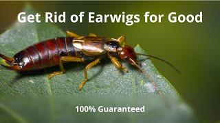 How to Get Rid of Earwigs - 100% Guaranteed - Easy Fast and Effective