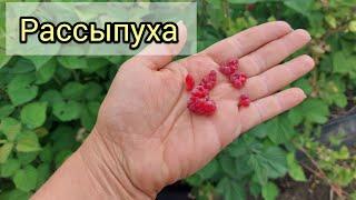 Почему рассыпается ягода на летней малине
