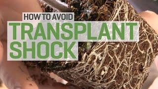 Propagation and Transplanting How to Avoid Transplant Shock