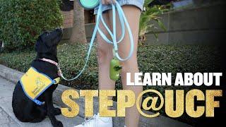STEP@UCF’s Service Dog Program  Training Puppies on Campus