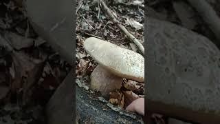 FUNGHI PORCINI 2023  #porcini #mushroom #appennino