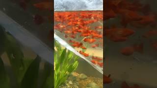 Raising 300 Red Ears Guppy Koi fish #bettasales #guppy #traicabetta