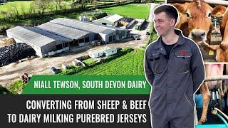 Converting from Sheep & Beef to Dairy Milking Purebred Jerseys with Niall Tewson South Devon Dairy