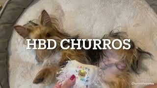 ยอร์คเชียร์ ตัวป่วน อายุครบ 1 ขวบแล้วค่ะ My lovely Yorkshire น้องชูรส HBD Churros