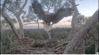 AEF NEFL  Eagles  24E1 Brings A Fish To LOP & Eats It  24E1 & Gabby Bring Sticks & Moss  9.24.24