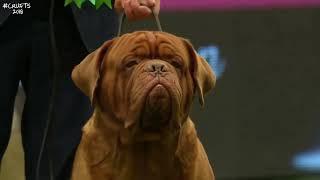 Best of Breed Working GroupDOGUE DE BORDEAUX2017-2022