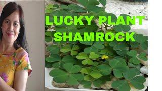 Vlog #12  LUCKY PLANT SHAMROCK THREE LEAF CLOVER