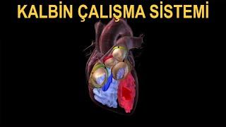 KALBİN ÇALIŞMA SİSTEMİ  Kalp Döngüsü