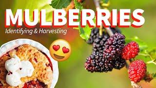 Mulberries Identification Harvesting & Uses