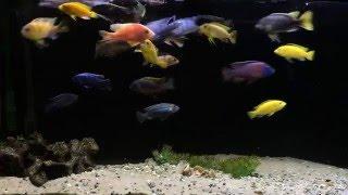 CJs Aquariums 3K Subs Giveaway  Lake Malawi Mixed African Cichlids  iPhone 6S Plus 4K