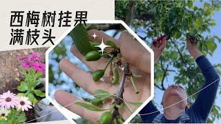 后院西梅树落花后 枝头挂满了果 疏果三个原则 树下重新铺防草布【Garden Time 田园生活分享】 2023 5