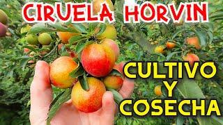 CIRUELA HORVIN UN CULTIVO ORGÁNICO EN COSECHA...