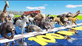 The Great Animal Race 40 Majestic Wild Creatures Compete for Victory