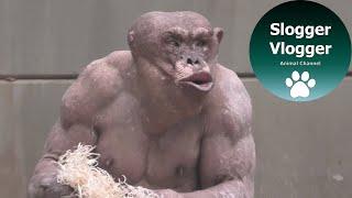 التحريض في مجموعة الشمبانزي بدون شعر