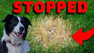 Is your dog ruining your lawn??  The complete guide on stopping it for FOREVER