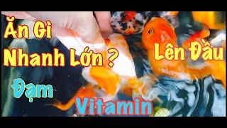 NHỮNG LOẠI THỨC ĂN TỐT NHẤT CHO CÁ VÀNG RANCHU