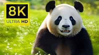 8K WILDLIFE ANIMALS  - THE BEST ANIMALS 8K ULTRA HD  60FPS