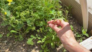 Delaying the Bolting of Salad Greens a Successful Experiment