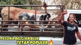 DEAL PANDANGAN PERTAMA BELGIAN BLUE BULU ANTIKOtw Jagal Mojokerto