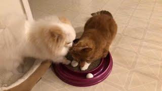 Pomeranian Dogs and Cats Enjoy Cute and Playful Moments