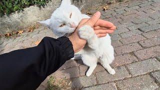 Angry White Cat suddenly bit my hand.